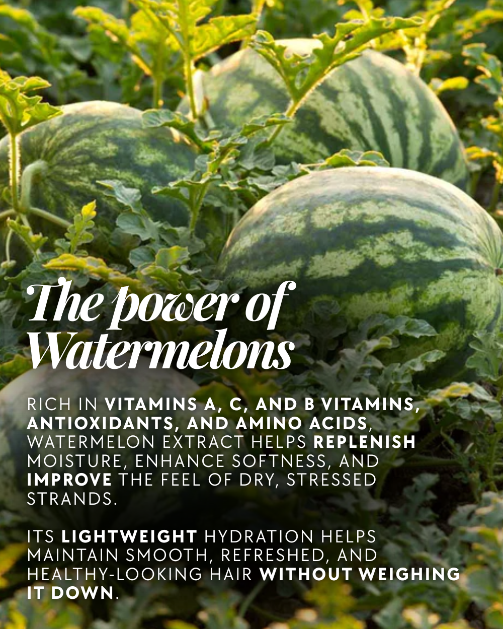 (Watermelon Infused) Soothing Watermelon Shampoo & Conditioner